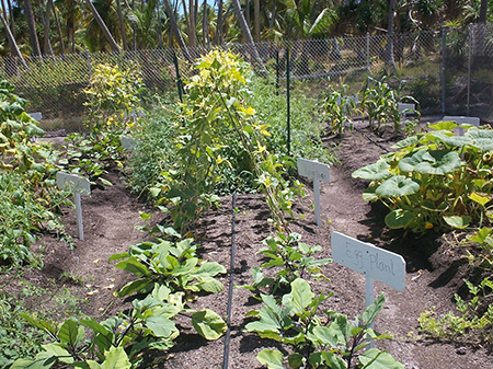 A garden on Utrok Atoll with a sign reading "Eggplant."